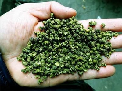 花椒基本知識(shí)等級(jí)分類專題篇