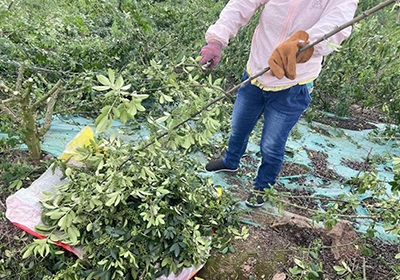 花椒采摘季 | 千久發(fā)種植基地實現(xiàn)量產(chǎn)